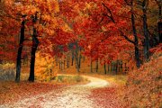 Fall Color Driving Guide